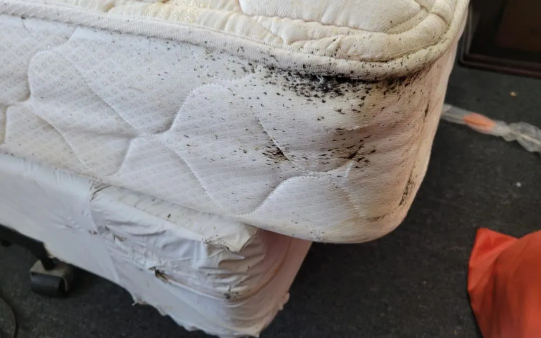 علامات وآثار بق الفراش