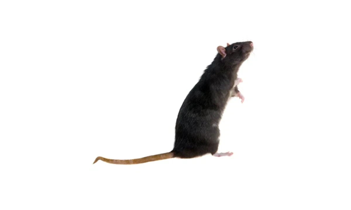 مكافحة الفئران