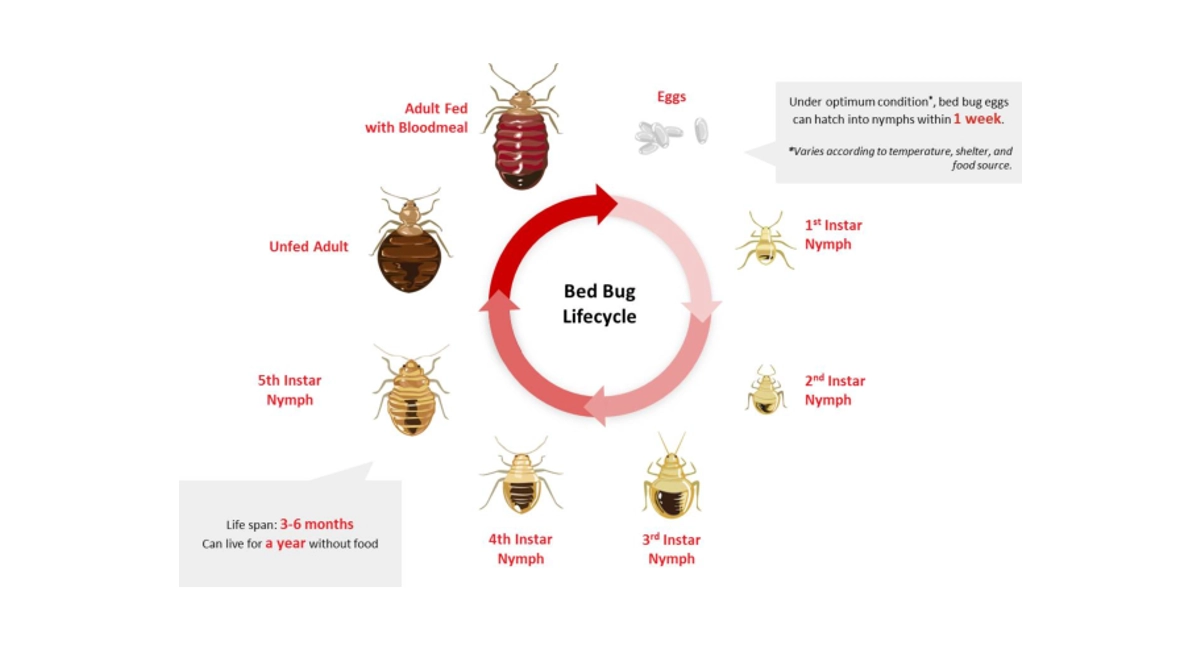 دورة حياة بق الفراش
